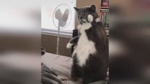 🤣🤣🤣 СМЕШНЫЕ ЖИВОТНЫЕ ЛУЧШИЕ ПРИКОЛЫ С КОТАМИ, СОБАКАМИ, ЖИВОТНЫЕ, СМЕШНЫЕ ВИДЕО