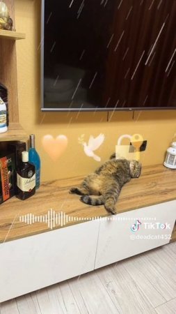 Выпуск 1 [23.04.2025 г.] #shorts [Tik Tok]
