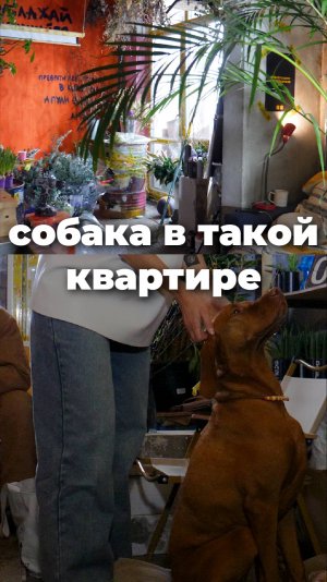 Собака в необычном интерьере #дизайнинтерьера