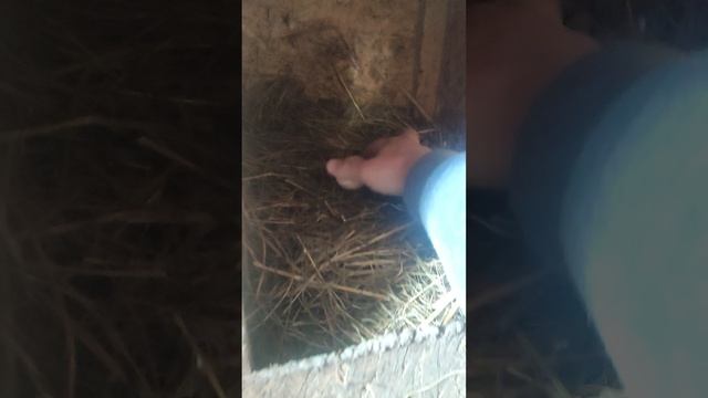 Куры 🐔 на прогулку, а я разграбил гнездо 🪺