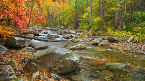 Осенние краски горной реки эпизод 3 /  АСМР /  Звуки горной реки / Для медитации и отдыха / 1 час