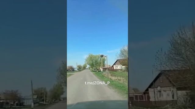 В Курском приграничье нашествие аистов.