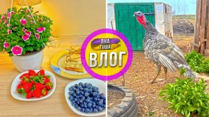 Что с новым индюком? Муж сделал сюрприз всей семье!