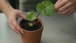 Какие бутоны нужно удалять у клубневой бегонии - Уход за комнатными цветами