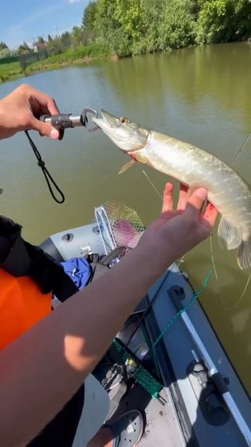 щука на Brown Perch Izzy #fishing #рыбалка #спиннинг #fish #fishingvideo