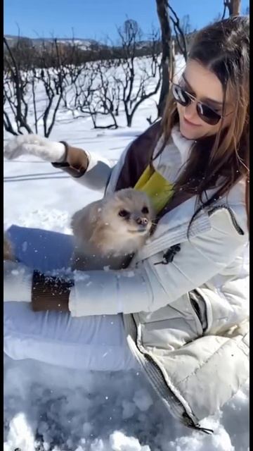 Софи немецкий шпиц наслаждается зимой #shorts