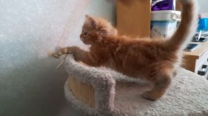 Ефим