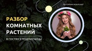 Разбор комнатных растений - в гостях у Светланы. Питомник комнатных растений Мон Плант