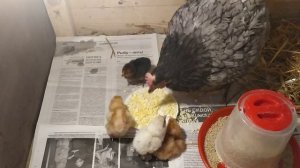 Цыплята. Квочка выводит сама.