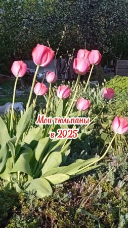 Мои красные тюльпаны, обычно зацветают на день Победы, в этом году раньше #цветы #весна
