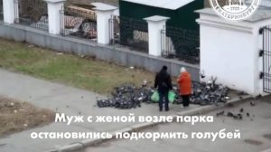 Почему нельзя подкармливать голубей?
