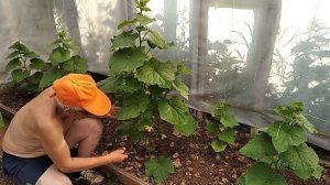 4 причины по которым необходимо удалять нижние листья огурцов