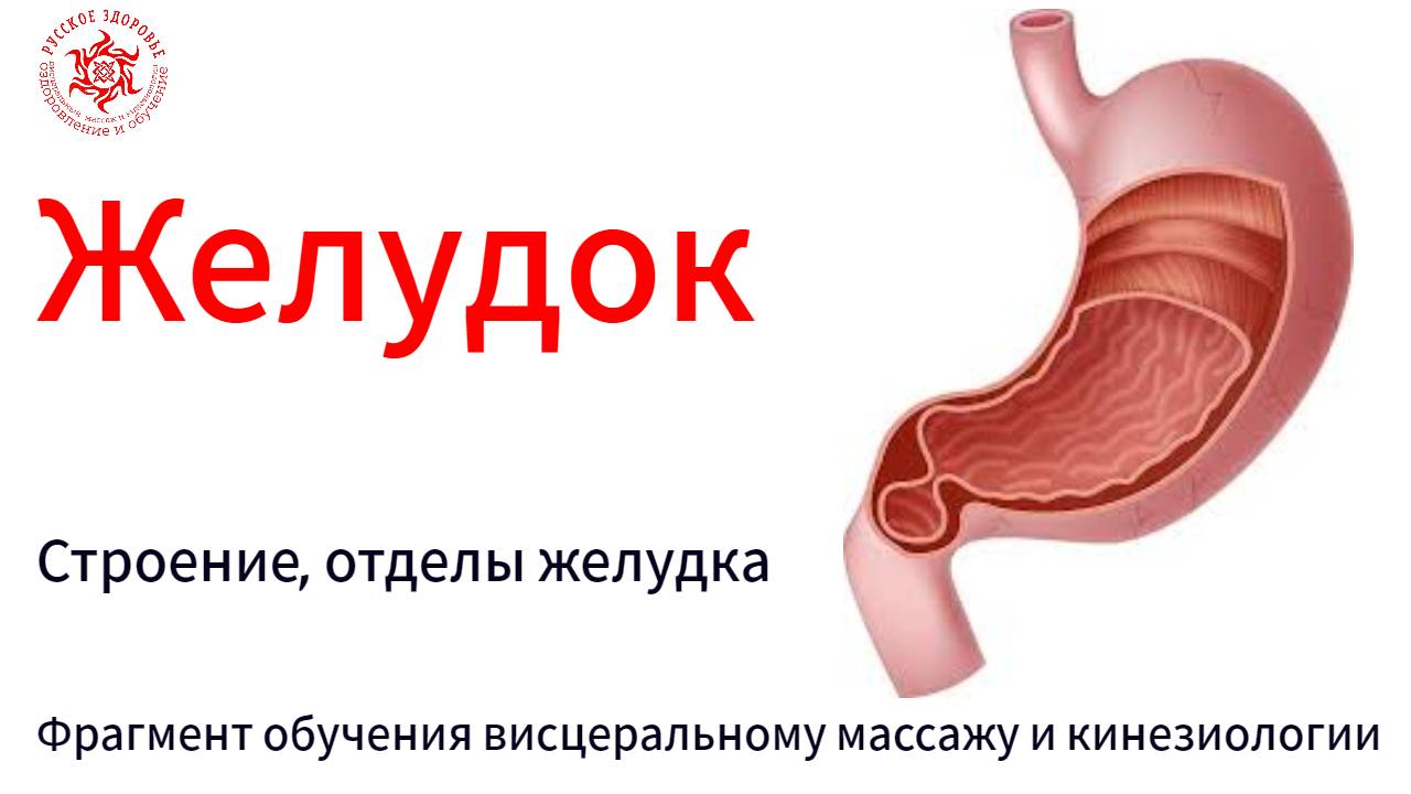Желудок. Строение, отделы желудка. Фрагмент обучения висцеральному массажу и кинезиологии.