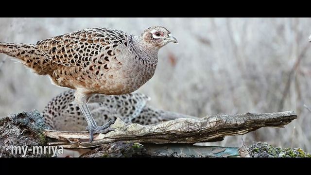 Самочка фазана на водопое. смотреть онлайн