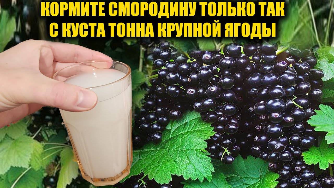 Чем подкормить смородину весной, чтобы была крупная ягода ВЁДРАМИ! Удобрение для супер урожая