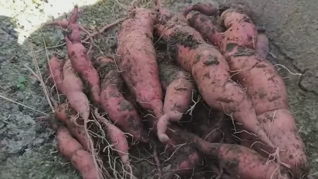 Выращивание батата на севере Подмосковья и результаты эксперимента