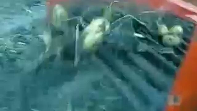 Mahindra fs 244 Копает картошку 2 смотреть онлайн