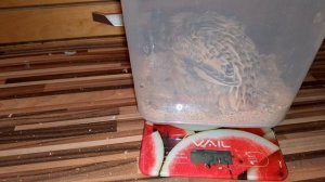 Взвешивание, 23 дня