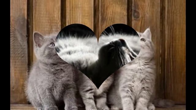 самые прикольные животные смотреть онлайн