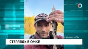 Стерлядь в Омке