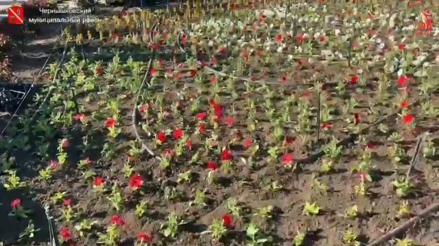 Клумбы с патриотической символикой украшают главный парк района смотреть онлайн