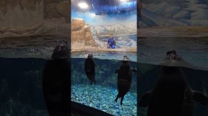 Представление Байкальских нерп в Приморском океанариуме
