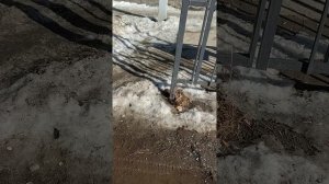 17 марта 2025 г., 14:03:18
Двор П. Осипенко 48
VID_20250317_140213455