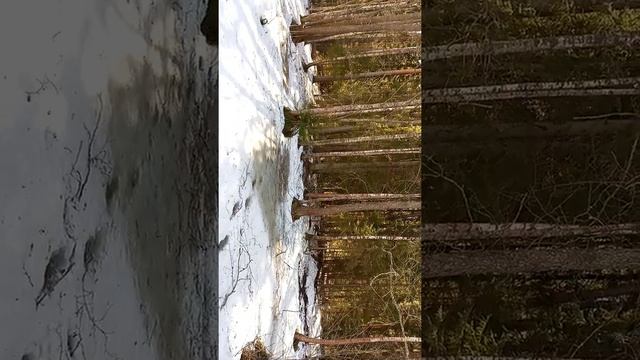 1 Весна  Кабанье царство Волжско Камский гос  зап   Между Моховым и Торфяным болотами 23 04 2022  V смотреть онлайн