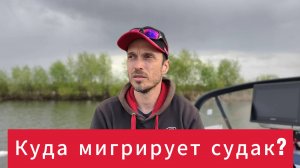 Куда мигрирует судак?