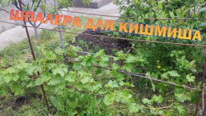 Шпалера для Кишмиша, виноград на Кубани