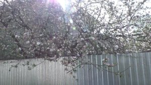 Цветущая Яблоня От 05 05 2025 Года.1 Часть.