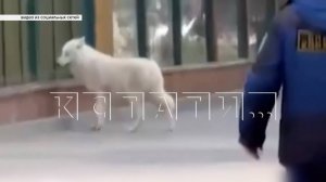 Из-за невнимательности сотрудника из зоопарка сбежал молодой арктический волк
