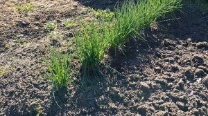 5 мая Утренний дачный обход.