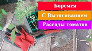 Рассада Томатов перестанет вытягиваться Если использовать мой способ