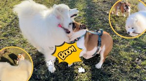 Собачьи игры и веселье