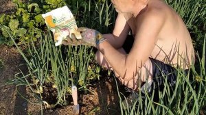 5 простых и полезных советов как вырастить крупный лук