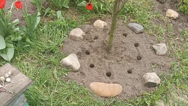 Работаю в огороде / Стригу елку / Сажаю чеснок по новому - Вы свидетели) смотреть онлайн