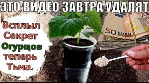 🔥 ТАЙНЫЕ ЗНАНИЯ ПРИ ПОСАДКЕ ОГУРЦОВ – секреты, которые дадут урожай на 100 000 рублей!