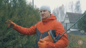 Ниваки из сосен с Андреем Дорусенковым. Стрижка туй и можжевельника. 11.2020