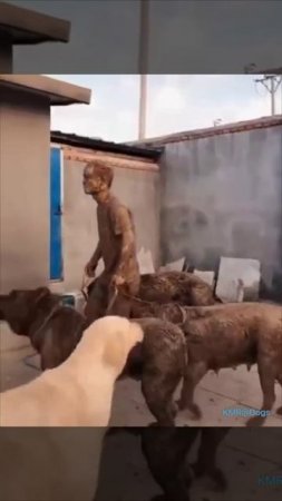 Круто с папой оторвались на прогулке😂 ( видео про собак )
