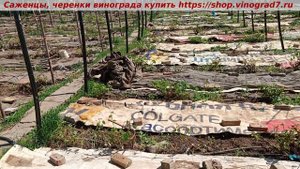 Открытие питомника виноградного- поздновато, зато без повреждений заморозками.