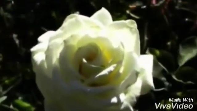 Бердәнберем смотреть онлайн