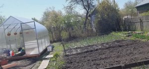 ДАЧНЫЕ ДЕЛА//СПИЛИЛИ ДЕРЕВО//ПЕРЕСАДКА В КАШПО ПЕТУНЬИ //НОВЫЕ САЖЕНЦЫ/ /