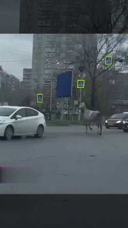 В Хабаровске кто-то опоздал на работу, потому что капот его машины... оседлал конь.