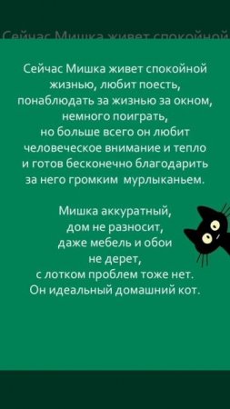Одинокий кот Мишка желает познакомиться. ❤