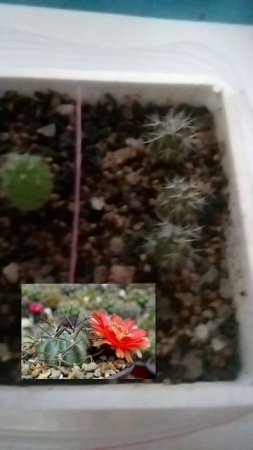 Кактусятам🌵5 месяцев! Потихоньку растем! 05.05.25 Часть 5