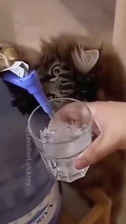 Сборка 7 Смешные кошки помошники по дому