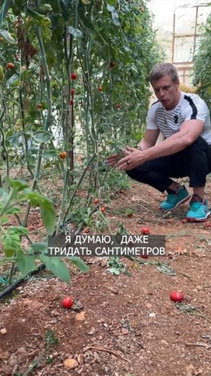 ПОМИДОРЫ ЧЕРРИ🍅 В ТУРЦИИ