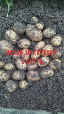 Пришлось выкапывать картофель из-за фитофторы, клубни не особо крупные, но зато сколько их!
