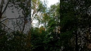 Пение птиц вечером на даче. Июнь 2024